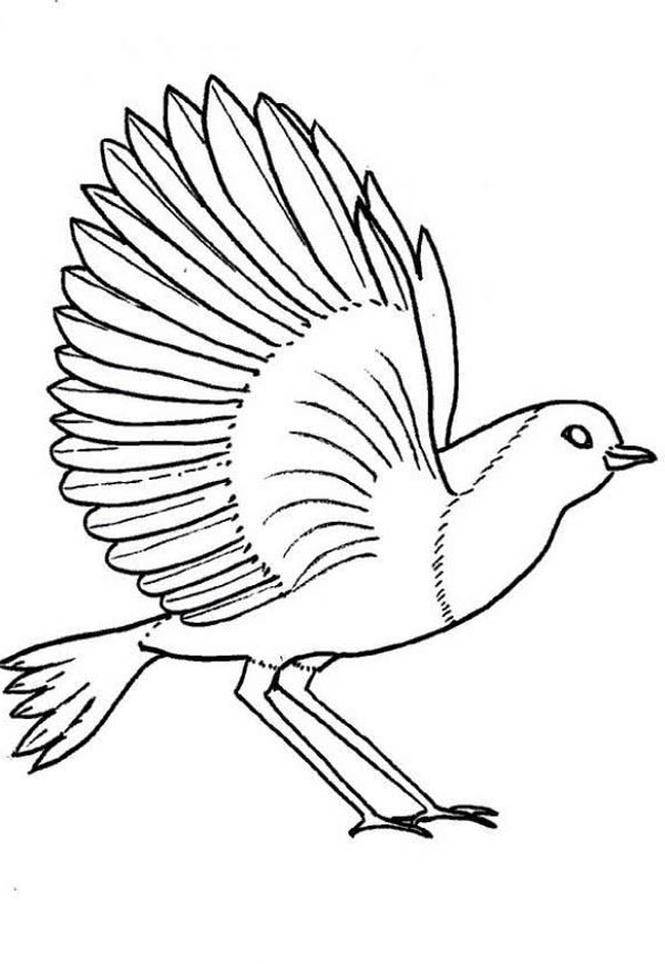 168 Bluebird Coloring Pages Printable 166