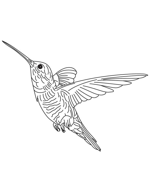 168 Bluebird Coloring Pages Printable 167