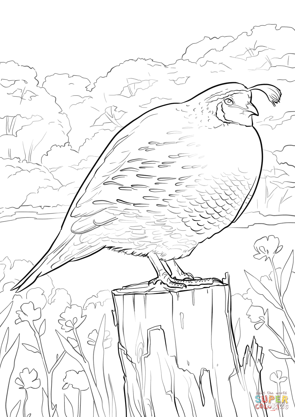 168 Bluebird Coloring Pages Printable 168