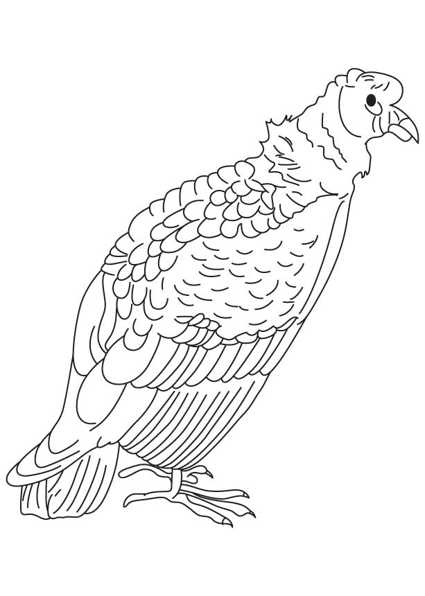 168 Bluebird Coloring Pages Printable 17