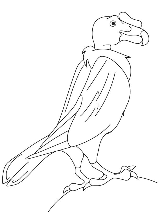 168 Bluebird Coloring Pages Printable 18