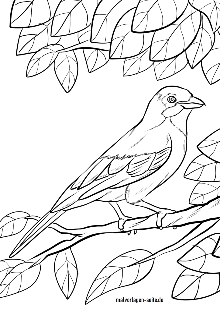 168 Bluebird Coloring Pages Printable 2