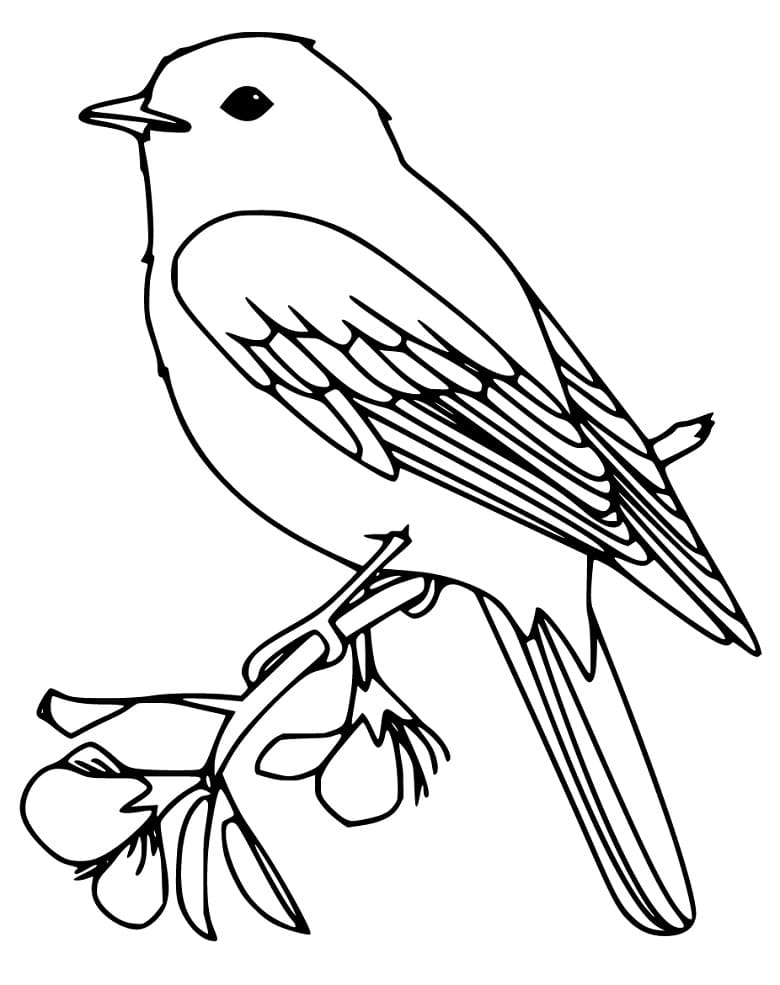 168 Bluebird Coloring Pages Printable 20