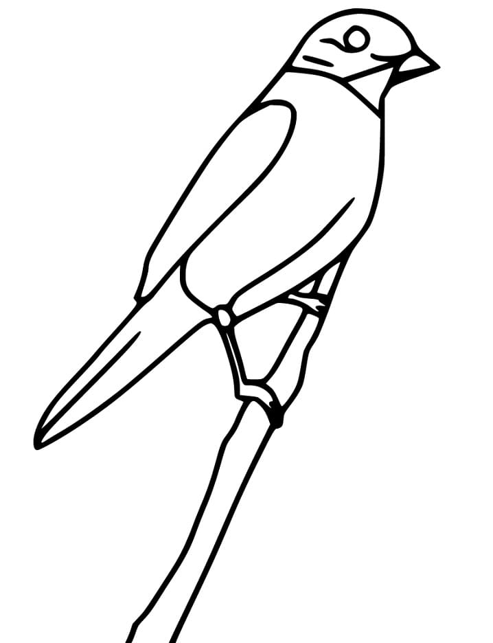 168 Bluebird Coloring Pages Printable 22