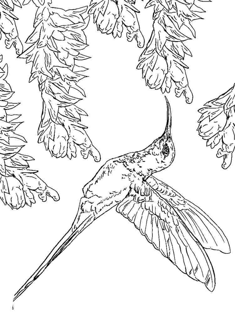 168 Bluebird Coloring Pages Printable 26