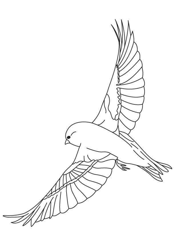 168 Bluebird Coloring Pages Printable 29