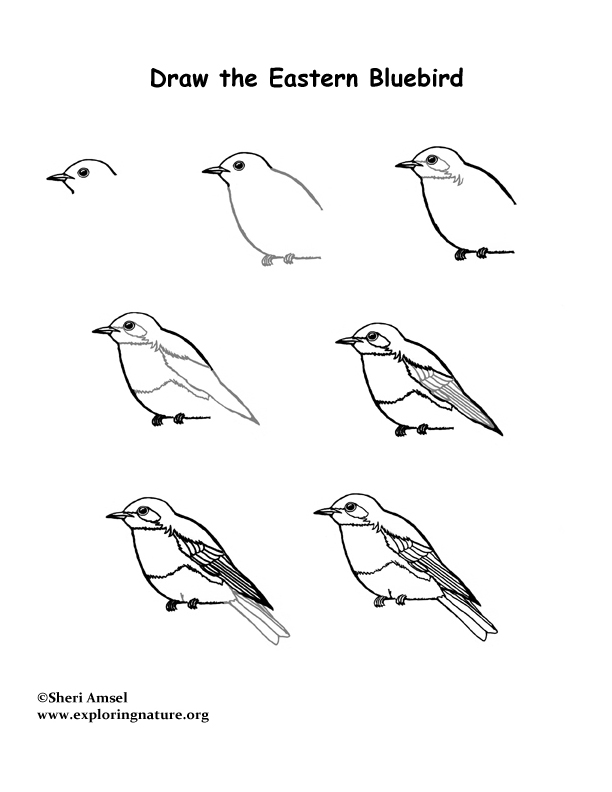 168 Bluebird Coloring Pages Printable 30