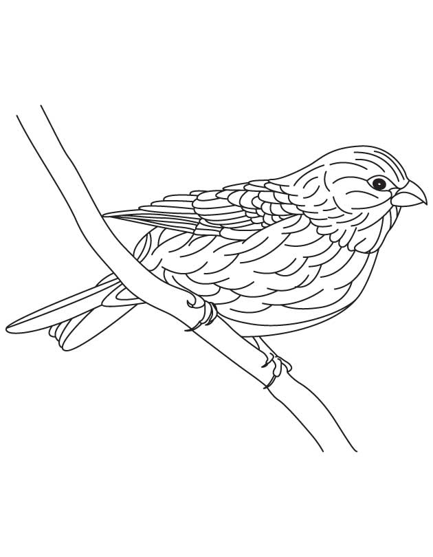 168 Bluebird Coloring Pages Printable 32