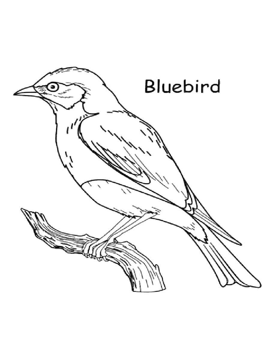 168 Bluebird Coloring Pages Printable 33