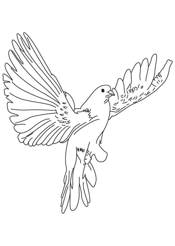 168 Bluebird Coloring Pages Printable 37