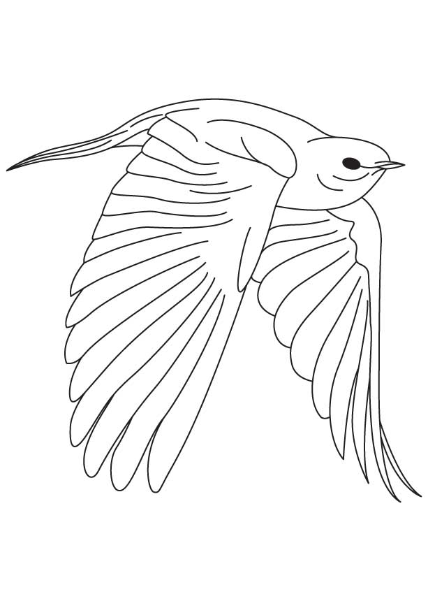 168 Bluebird Coloring Pages Printable 45