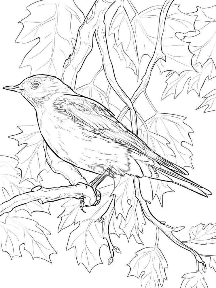 168 Bluebird Coloring Pages Printable 46