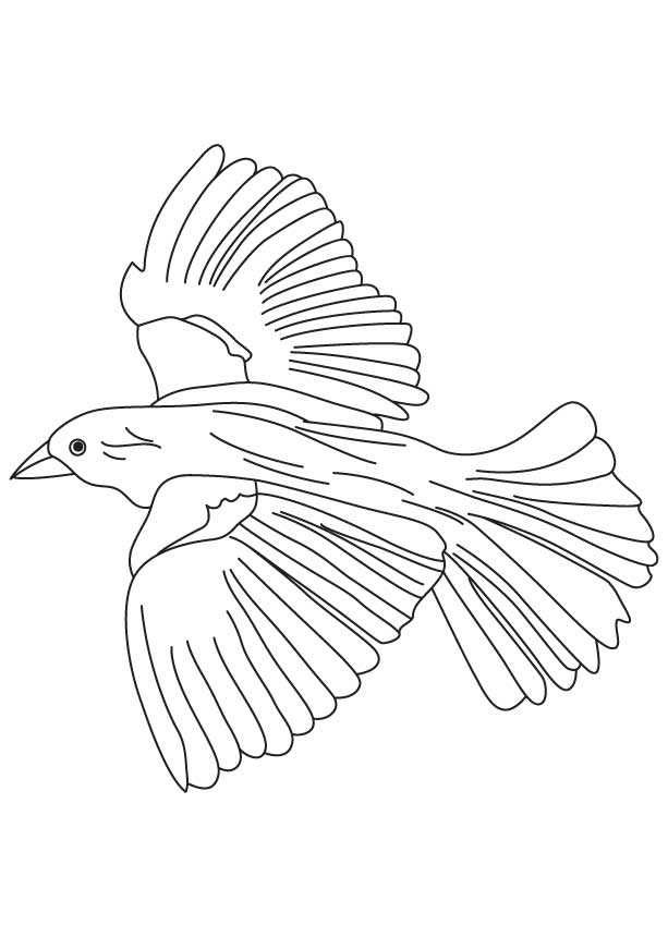 168 Bluebird Coloring Pages Printable 48