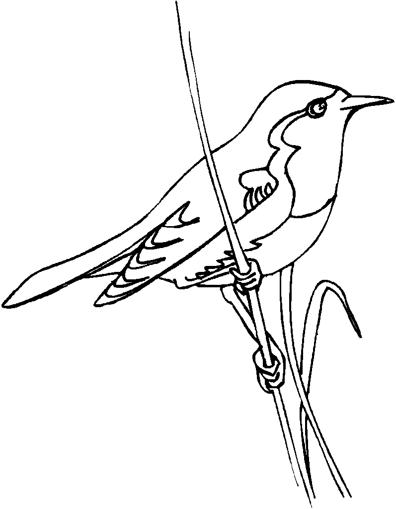 168 Bluebird Coloring Pages Printable 5