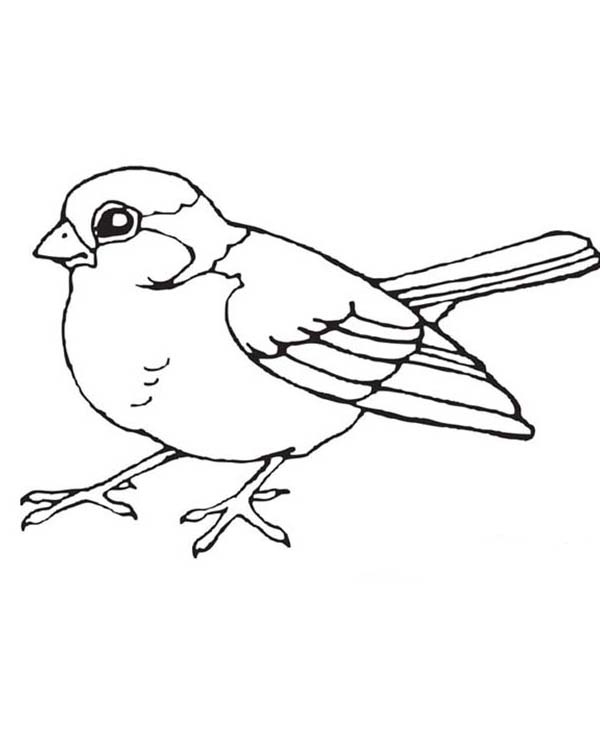 168 Bluebird Coloring Pages Printable 52