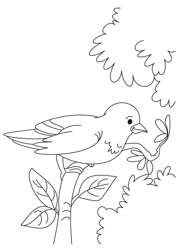 168 Bluebird Coloring Pages Printable 53