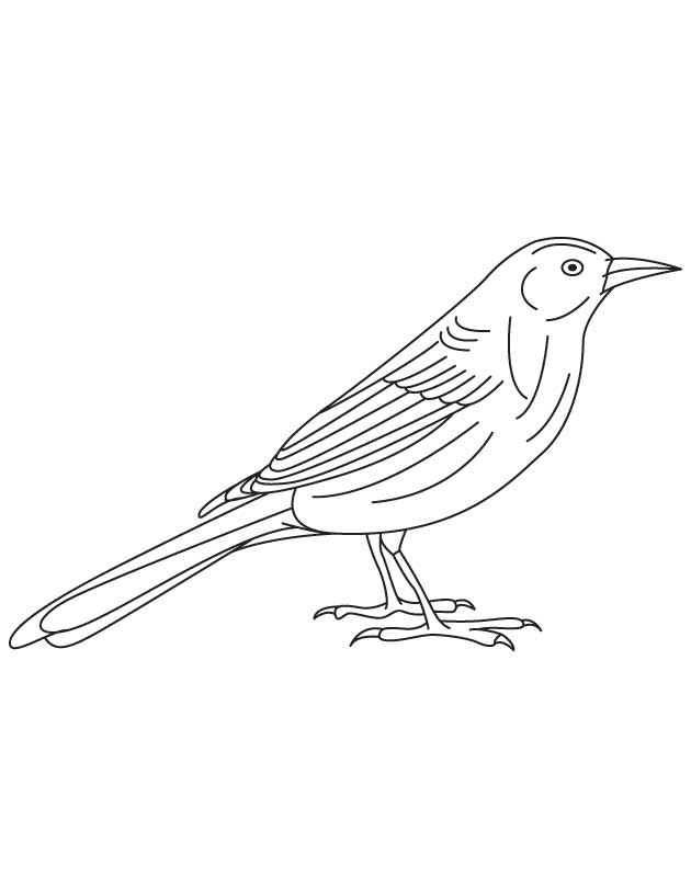 168 Bluebird Coloring Pages Printable 55