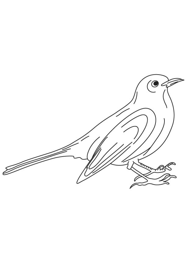 168 Bluebird Coloring Pages Printable 56