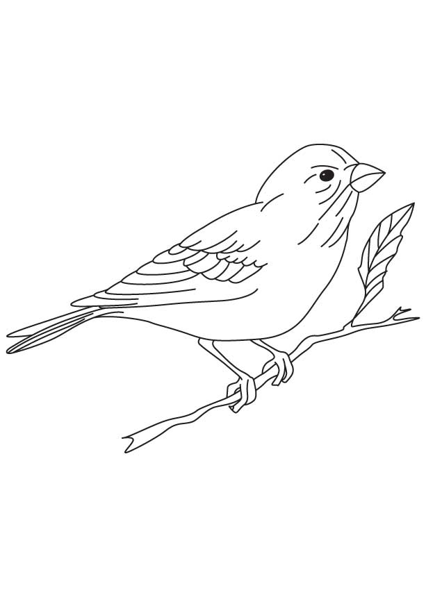 168 Bluebird Coloring Pages Printable 57