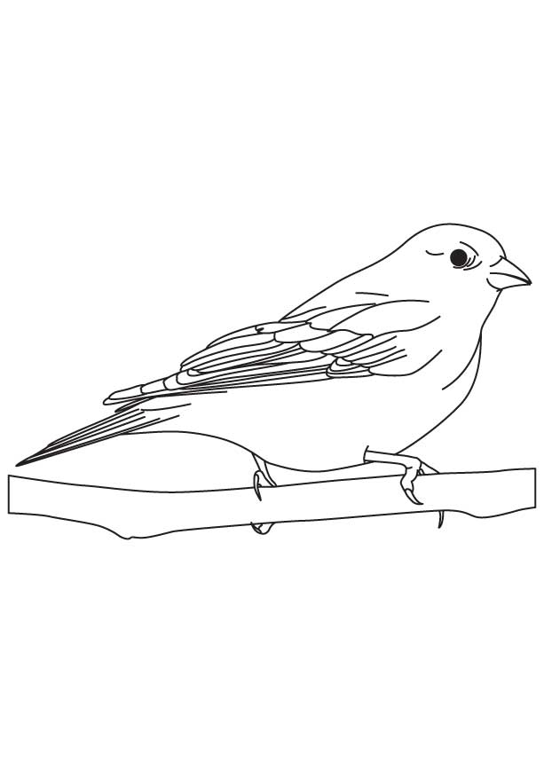 168 Bluebird Coloring Pages Printable 58