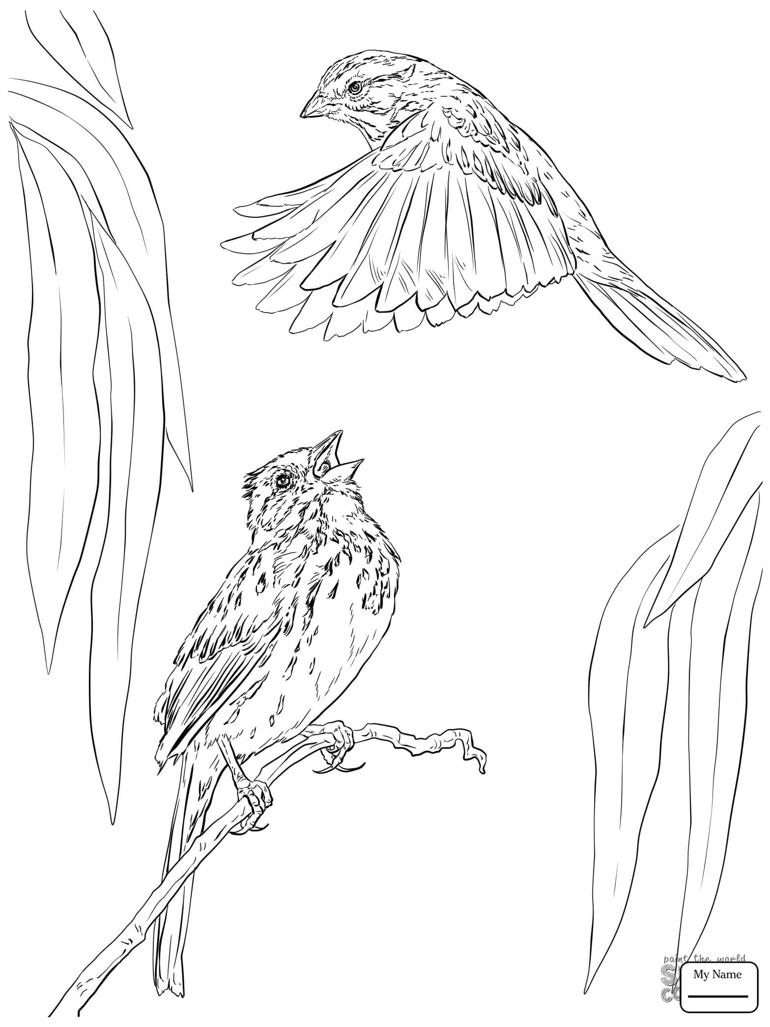 168 Bluebird Coloring Pages Printable 6