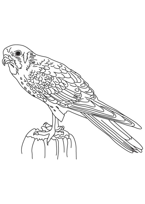 168 Bluebird Coloring Pages Printable 61