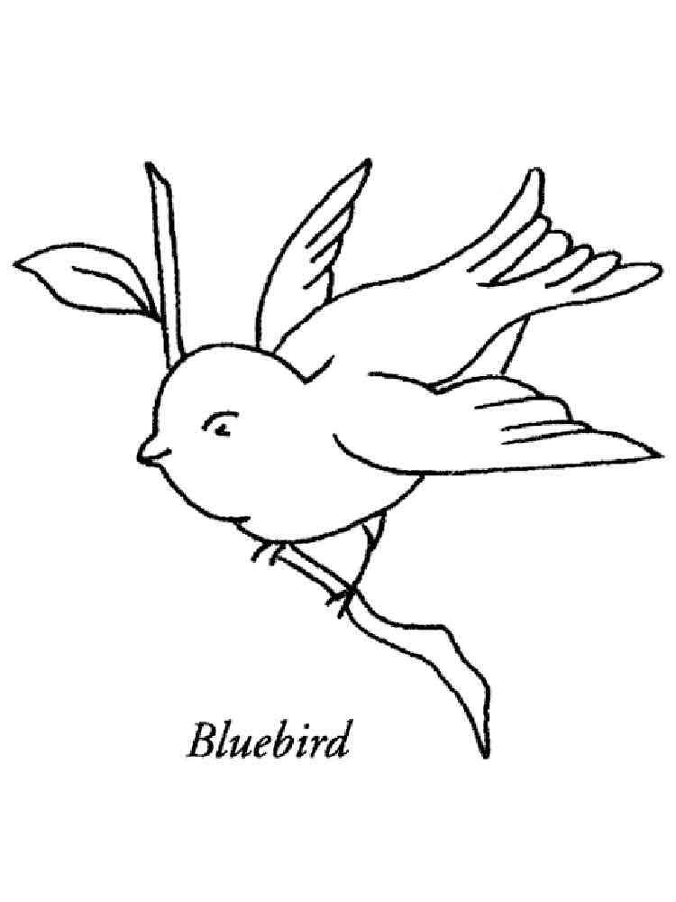 168 Bluebird Coloring Pages Printable 66