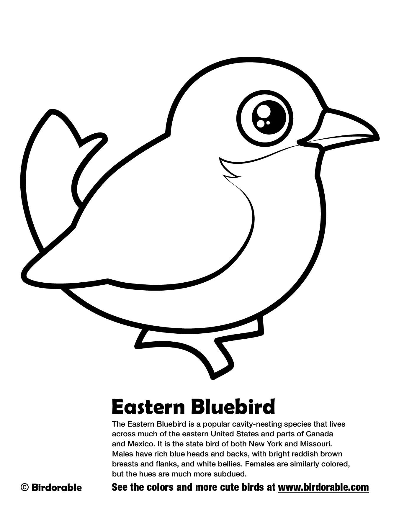 168 Bluebird Coloring Pages Printable 67