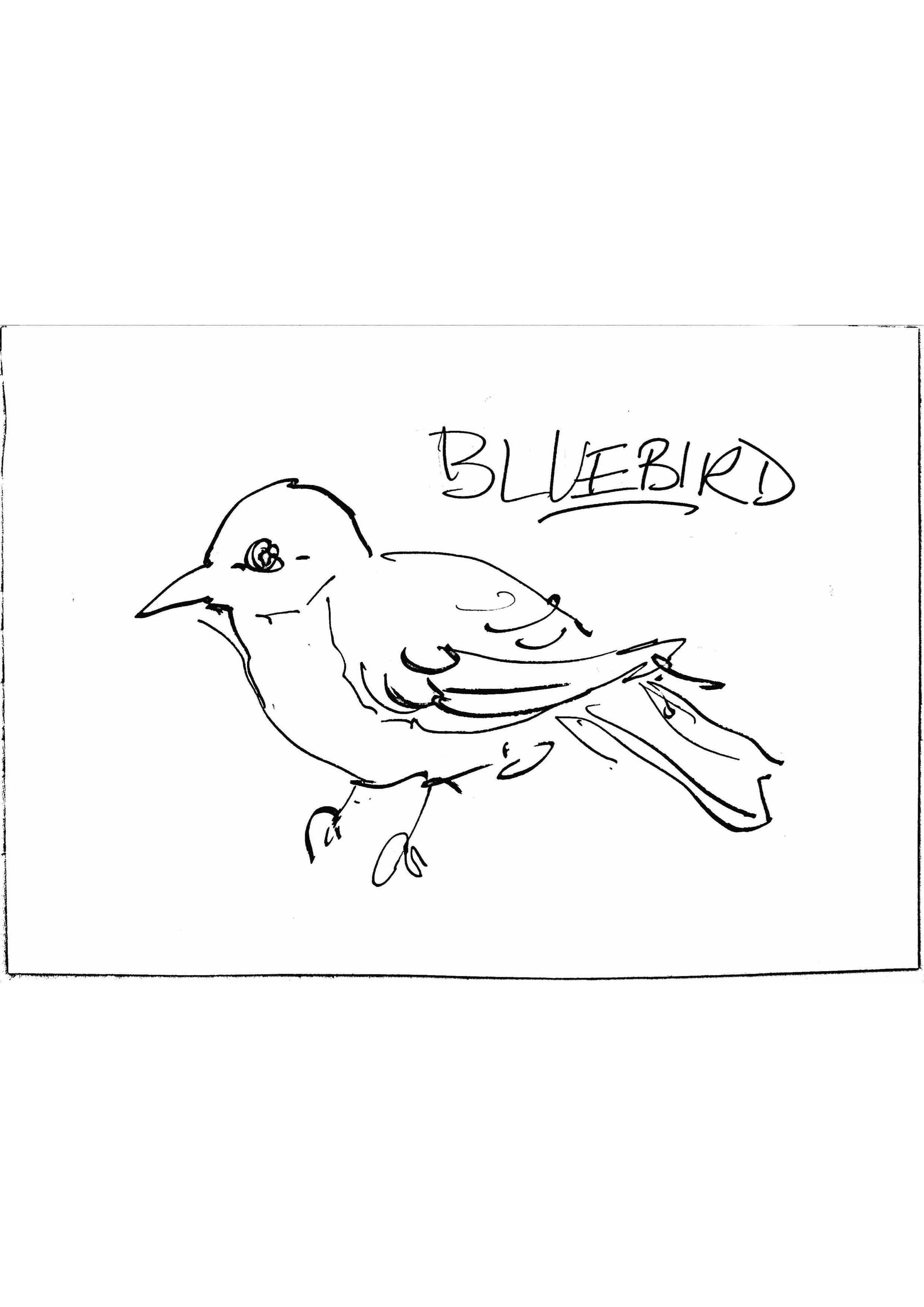 168 Bluebird Coloring Pages Printable 68