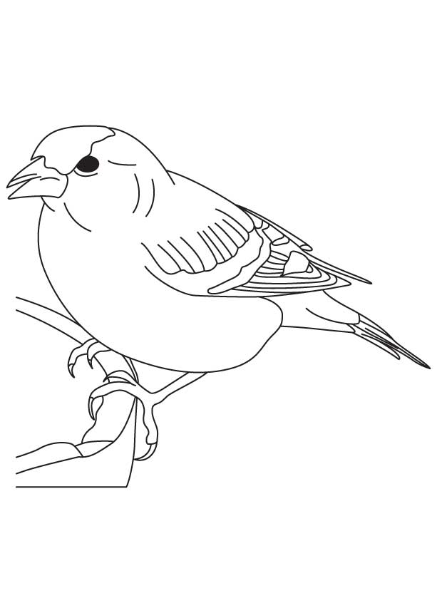 168 Bluebird Coloring Pages Printable 7