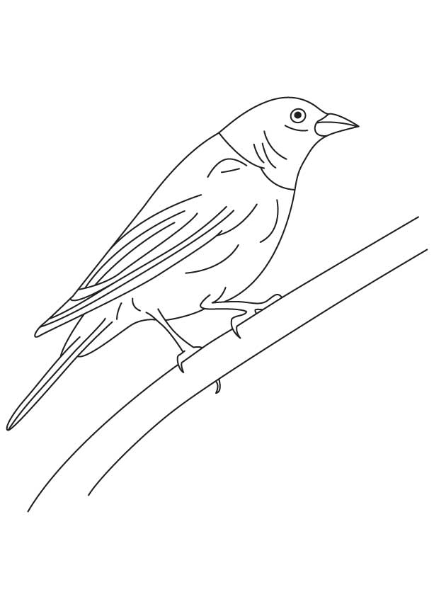 168 Bluebird Coloring Pages Printable 74