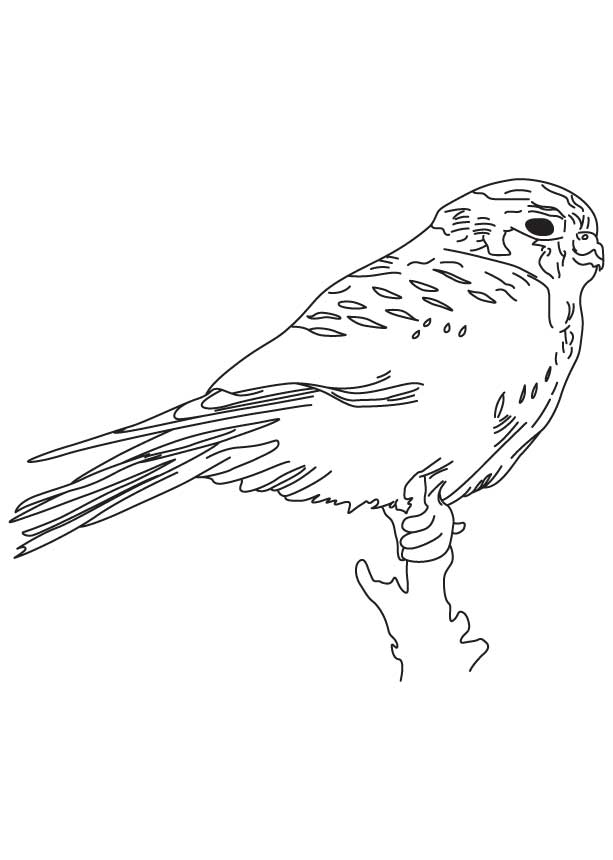 168 Bluebird Coloring Pages Printable 75