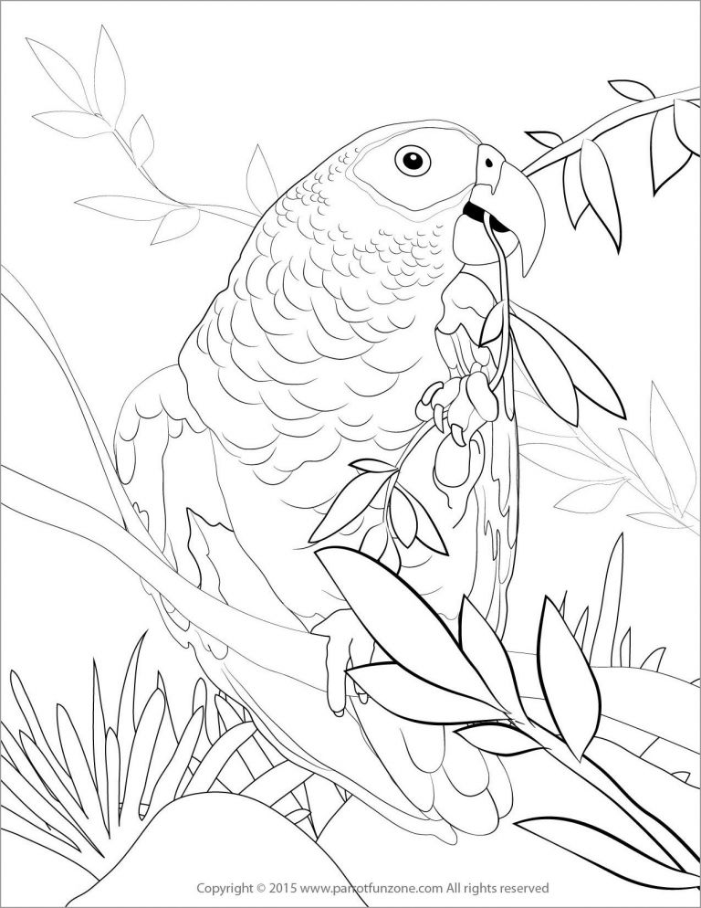 168 Bluebird Coloring Pages Printable 76