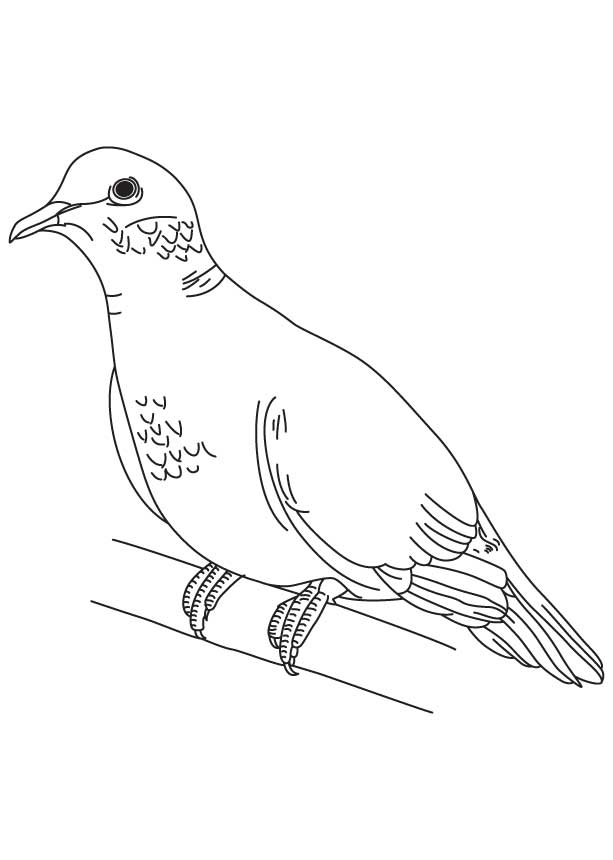 168 Bluebird Coloring Pages Printable 77