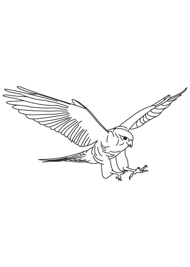 168 Bluebird Coloring Pages Printable 80