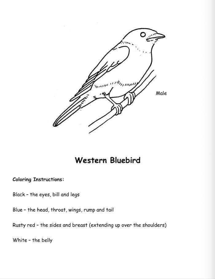 168 Bluebird Coloring Pages Printable 87