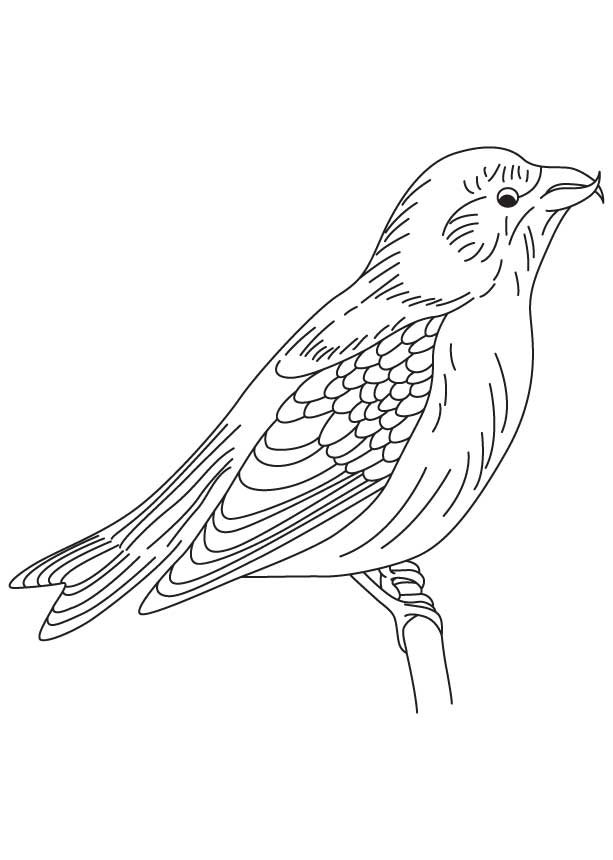 168 Bluebird Coloring Pages Printable 89