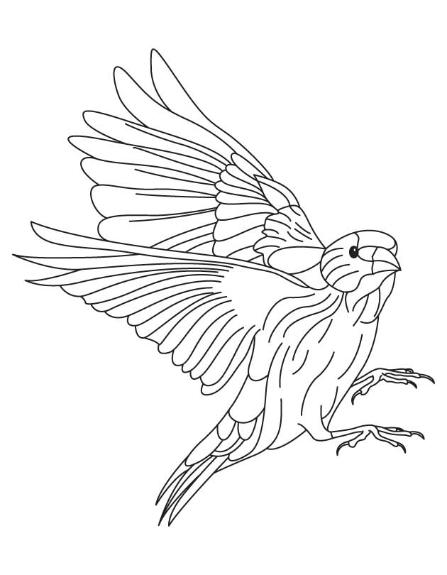 168 Bluebird Coloring Pages Printable 9