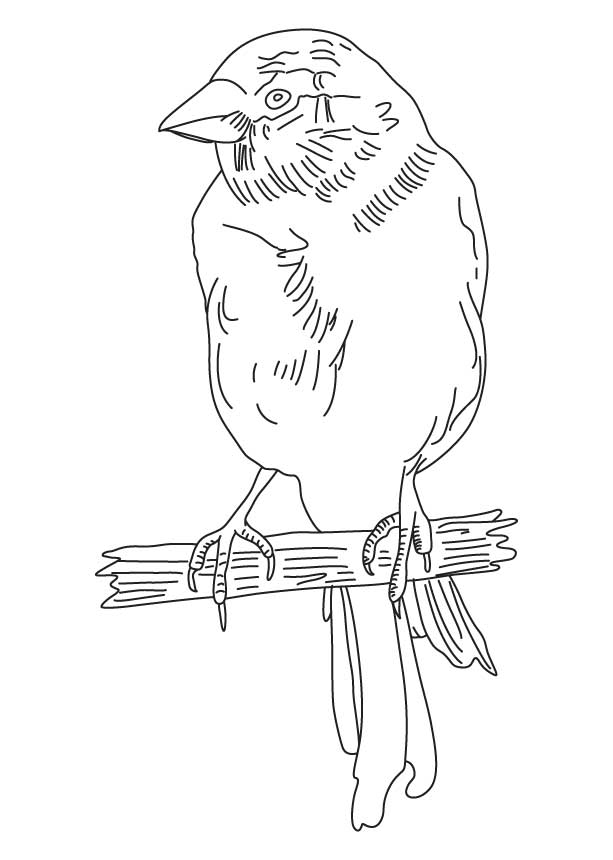 168 Bluebird Coloring Pages Printable 90