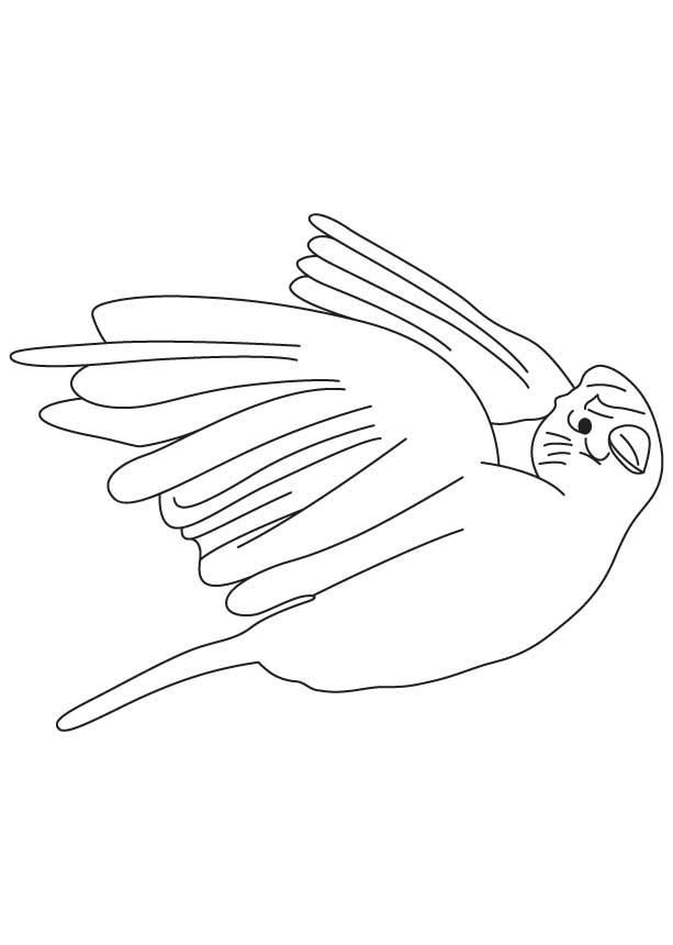 168 Bluebird Coloring Pages Printable 95