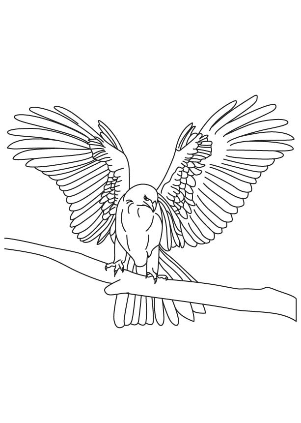 168 Bluebird Coloring Pages Printable 96