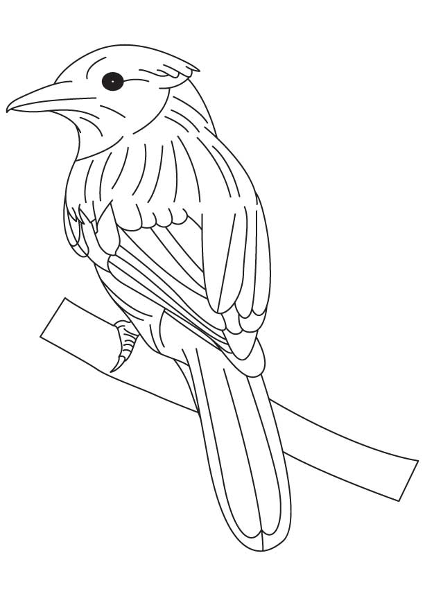 168 Bluebird Coloring Pages Printable 98