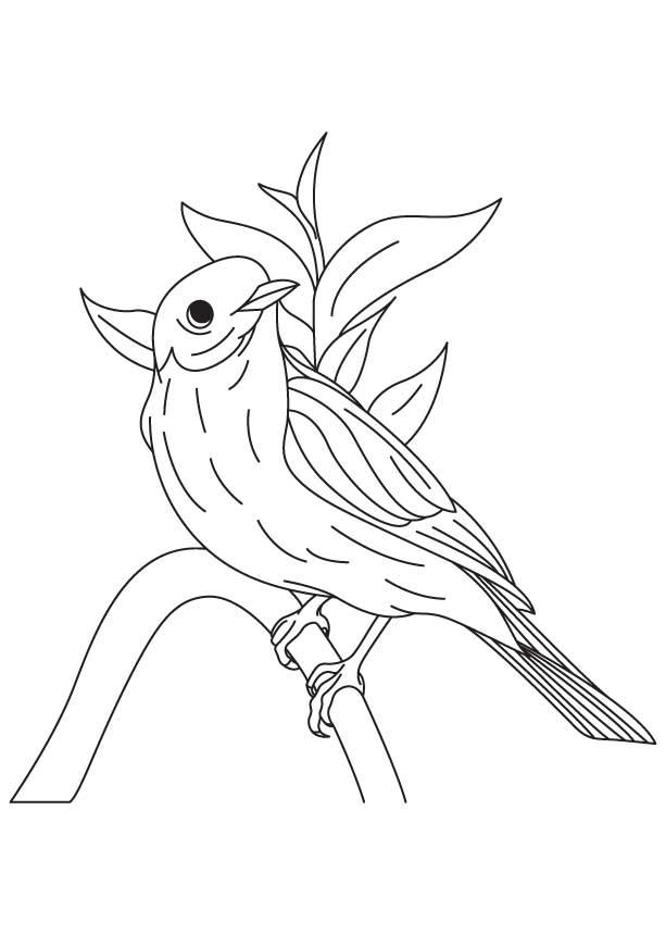 168 Bluebird Coloring Pages Printable 99