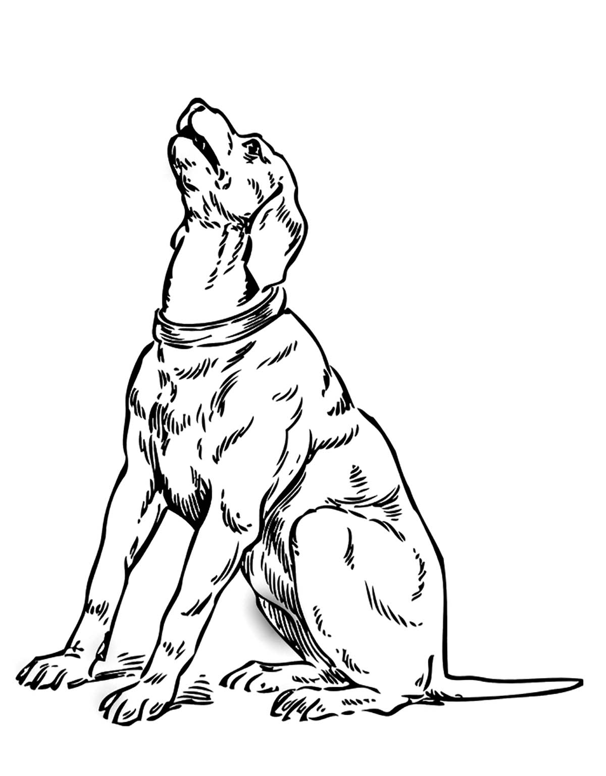 68 Free Dog Coloring Pages for Kids Printable 24