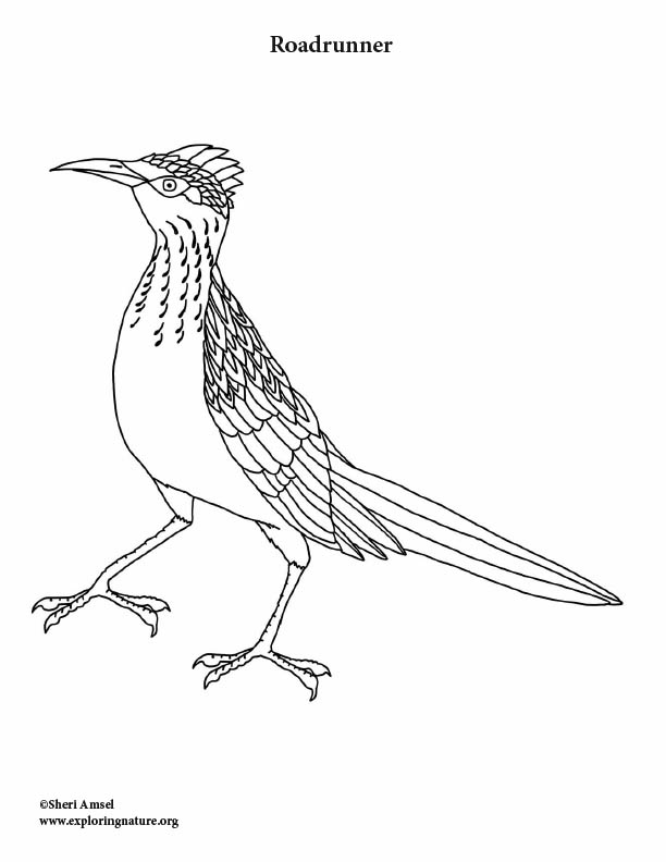 69 Road Runner Coloring Pages Printable 22