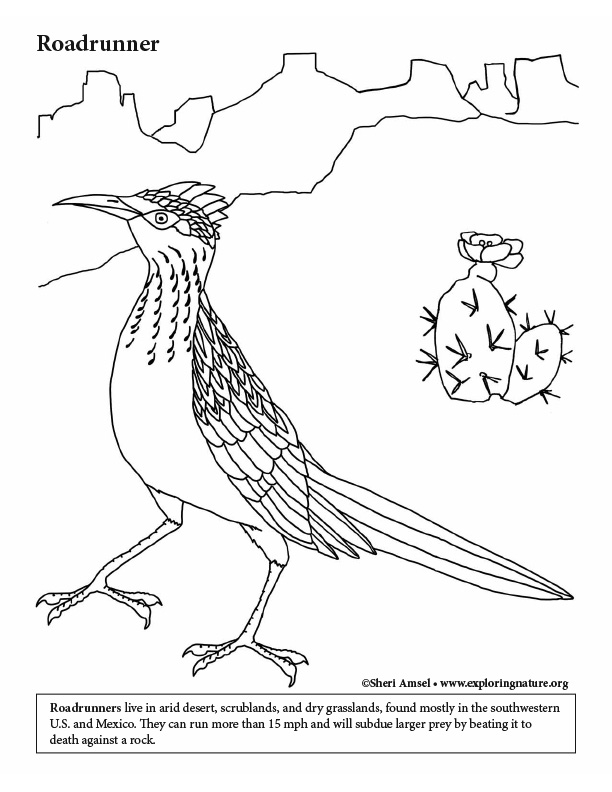 69 Road Runner Coloring Pages Printable 27