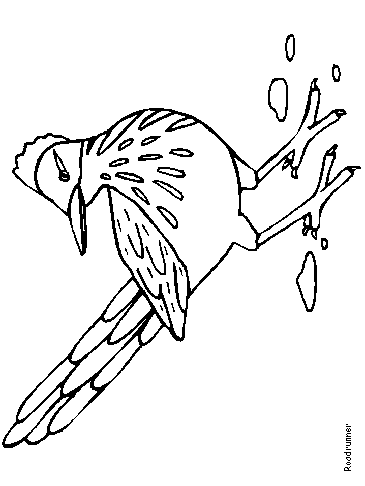 road runner coloring pages printable jpg