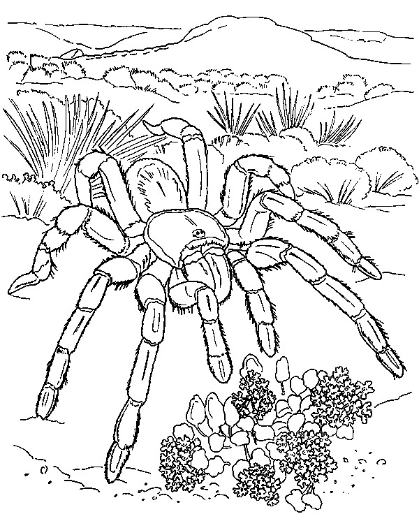 89 Printable Spider Coloring Pages for Kids 22