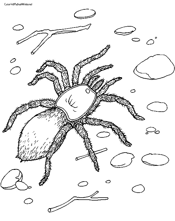 89 Printable Spider Coloring Pages for Kids 3