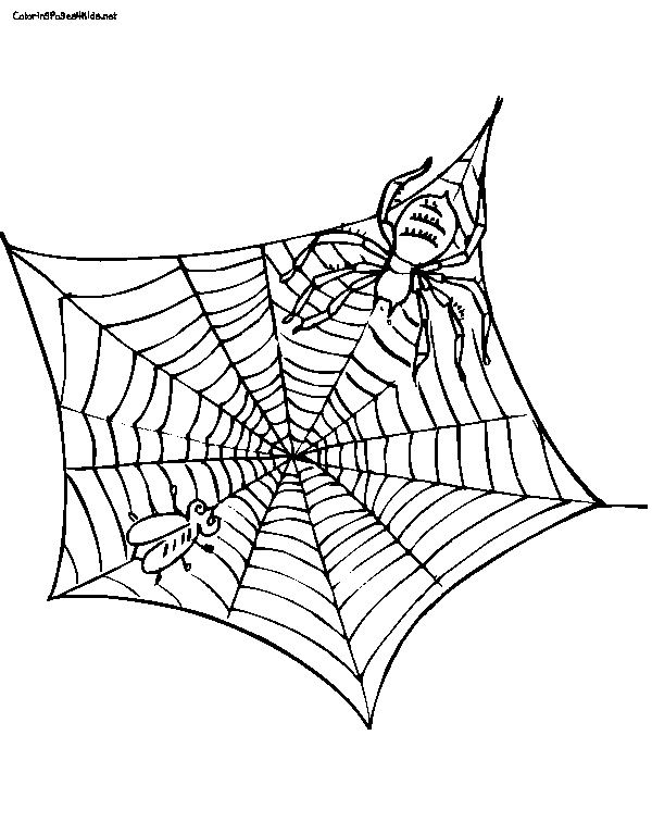 89 Printable Spider Coloring Pages for Kids 42